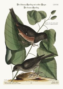 The Towhe Bird. The Cowpen Bird by Mark Catesby